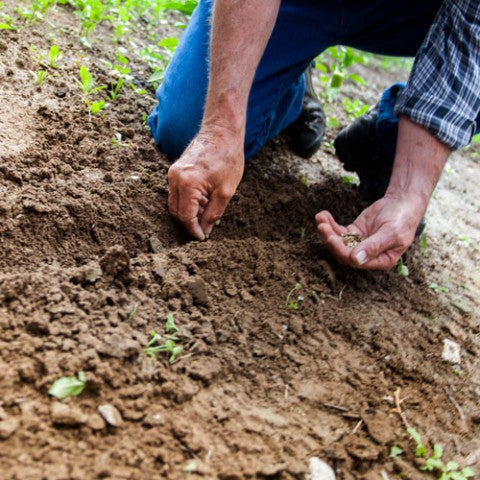 Gardening: Can you Dig your way to a Healthier Heart?