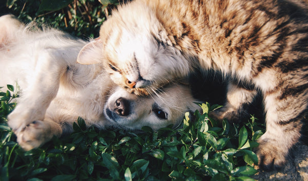 Can Pets lower your risk of Cardiovascular Disease?